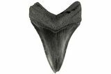 Fossil Megalodon Tooth - South Carolina #186057-1